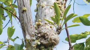 Maybe you would like to learn more about one of these? Tumbuhan Sarang Semut Rumah Bagi Semut Dan Obat Bagi Manusia Greeners Co