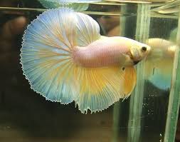 35 Different Types Of Betta Fish With Beautiful Pictures Betta Fish Types Betta Betta Fish