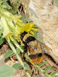 Image result for Bombus cingulatus