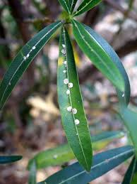 Both attach themselves to the cactus in small if physical removal didn't stop the bugs from infesting your plants, get a type of insecticidal soap designed for use on cacti. Scale Insects How To Kill Control And Prevent These Pests