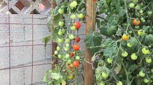 This is one of the prettiest tomatoes in the garden — it's beautiful in salads! Impressive Cherry Tomatoes Incredible Fruit Formation Youtube