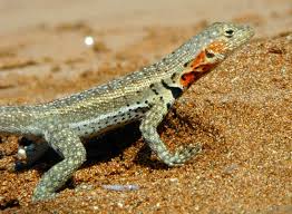 Image result for Microlophus peruvianus