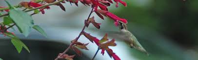 The picture seems to be a small green flower with what looks like a lot of small hummingbirds gathered around it. Attract Hummingbirds With Flower Filled Hanging Baskets Melinda Myers