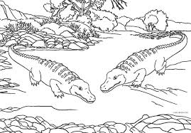 Crocodials, crocodajlse, croccidale, crocidile, crocadial, crocediel, crocadile, crocadal, crocodiles, crocodie, crocodile coloring pages. Alligator Coloring Pages Cool2bkids