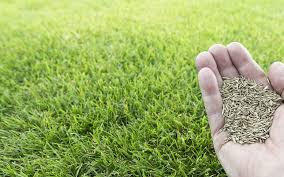 This will give the grass seed easy access to the soil so it can root more easily after germinating. How To Overseed Your Lawn Big Foot Turf Colorado