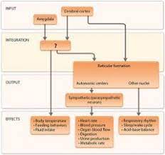 Ap2 Autonomic Nervous System Chapter 14 Flashcards Cram Com