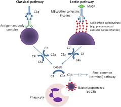 Image result for Complement Pathway