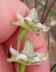 Image result for Disperis katangensis