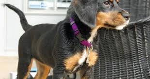 Black And Tan Hound Dog Mix Cady The Dachshund Coonhound Puppy Puppy Mix Dachshund Puppy Mix