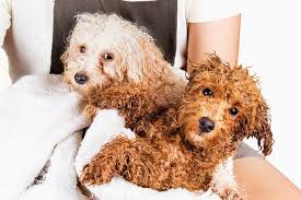 Wash your goldendoodle with the best shampoo for the breed Bathing A Poodle How Often Should It Be Done Houndgames