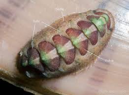 Image result for Polystachya caloglossa