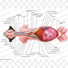 Throughout the body, blood vessels, about 70 times a minute, immediately behind the breast bone, separated from each other, upper and lower compartments, communication, cardiac arrest, round the body, to beat. Ventral Body Cavity Png Images Pngwing