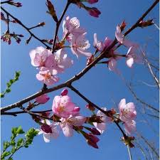 That means that while our japanese flowering apricot trees (prunus mume) may have bloomed, and our prunus sargentii 'columnaris' and prunus incam 'okamé' trees are blooming now, the biggest flush of blooms is yet to come, and may start as early as. Prunus Sargentii Rancho Upright Sargents Cherry Blossom Trees