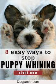 Why Is My Puppy Whining And Crying Dogpackr Puppy Whining Dog Whining Puppies