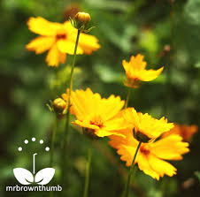 Pin On Gardening Tips