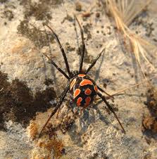 Name the toxic effects of a black widow. Latrodectus Tredecimguttatus Wikipedia