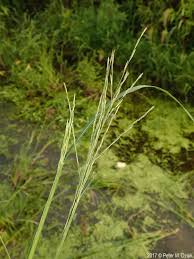 Image result for Leptochloa fusca