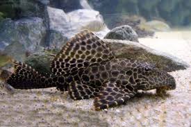 Mimpi ini menjadi pertanda buku mimpi 2d jika keberuntungan dalam. Dianggap Ikan Hias Pembawa Sial Ternyata Manfaat Ikan Ini Melimpah