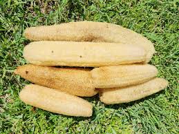 Image result for Luffa