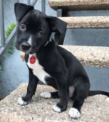 Pin On Dog Breeds