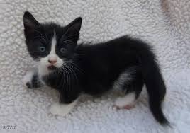 Tuxedo American Shorthair Cat Black And White Tuxedo Munchkin Kitten