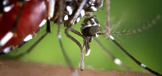 In other words, the people most at risk for illness often live in inferior housing. Mosquitoes World S Deadliest Animal News Isglobal