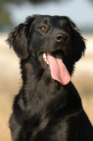 Black Golden Retriever Dog Breeds Flat Coated Retriever Black Golden Retriever