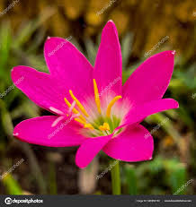 Image result for Zephyranthes minuta