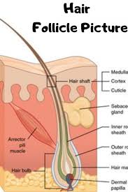 Hair Follicle Picture In 2020 Skin Anatomy Hair Science Skin Structure