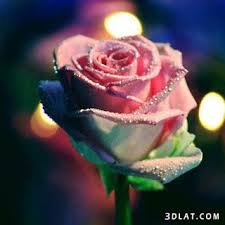 صور جميلة 2020 Hd خلفيات جميله جدا للفيس بوك يلا صور Rose Pictures Beautiful Roses Rose Images