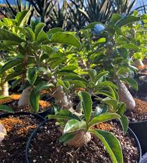 Image result for Pachypodium saundersii