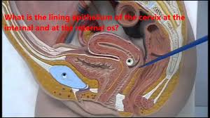 This part, called the shaft and crura (roots and legs), is. Anatomy Of Female Genital Organs Plastic Models Youtube