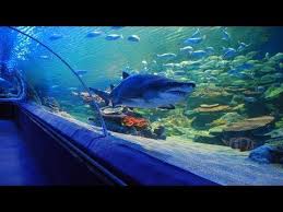 Charming And Very Large Saltwater Aquarium Tunnel Aquarium Tank Cleveland City Ohio Travel Destinations Aquarium