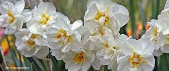 A Photograph Of The The Spring Flowering Daffodil Bulbs Cultivar Sir Winston Churchill Daffodil Bulbs Spring Flowering Bulbs Daffodils