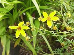 Image result for Bidens pinnatipartita