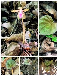 Image result for Nervilia sp.no.4