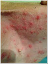 Fire Ant Bites On Dogs Treatment Best Reviews