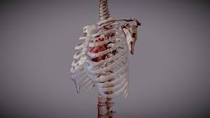10 june 2005 (original upload date); Heart Inside Ribcage Buy Royalty Free 3d Model By Ebers Ebers 26b5044