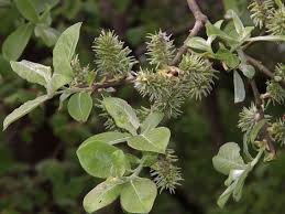 Image result for Goat Willow