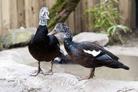 Black And White Wild Duck Species White Winged Wood Duck Cairina Scutulata Wood Ducks Surviving In The Wild White Wings