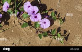 Image result for Astripomoea malvacea