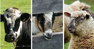 Studies also suggest that goat milk is a good alternative to cow milk in children who show symptoms of allergy (6). Pros And Cons Of Cow Sheep And Goat Milk