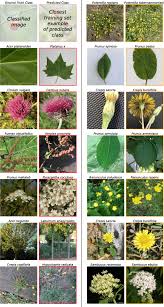 A species is defined as a group of organisms that can reproduce to produce fertile offspring. Image Based Classification Of Plant Genus And Family For Trained And Untrained Plant Species Bmc Bioinformatics Full Text