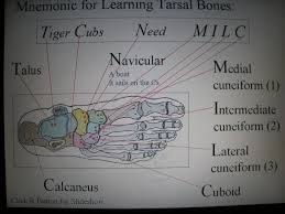 Foot Bone Mnemonics Google Search Medical Mnemonics Mnemonics Anatomy Bones