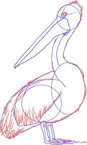 How To Draw A Pelican Step By Step Birds Animals Free Online Drawing Tutorial Added By Dawn February 9 2008 12 19 49 Pelican Art Bird Drawings Bird Art