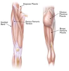 There are numerous other muscles connected to the neck, which all work in concert with tendons (connect muscles to bones) and ligaments (connect bones to bones). Snapping Hip Orthoinfo Aaos