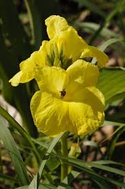 Image result for Siphonochilus kilimanensis