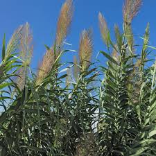Image result for Arundo donax