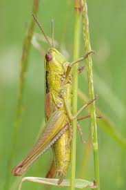 With our rhino grasshopper tutorials, you can learn grasshopper faster and easier!learning to think parametrically is a rhino grasshopper tutorials. How To Get Rid Of Grasshoppers In The House Naturally Bugwiz