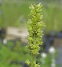 Image result for Heuchera cylindrica Greenfinch